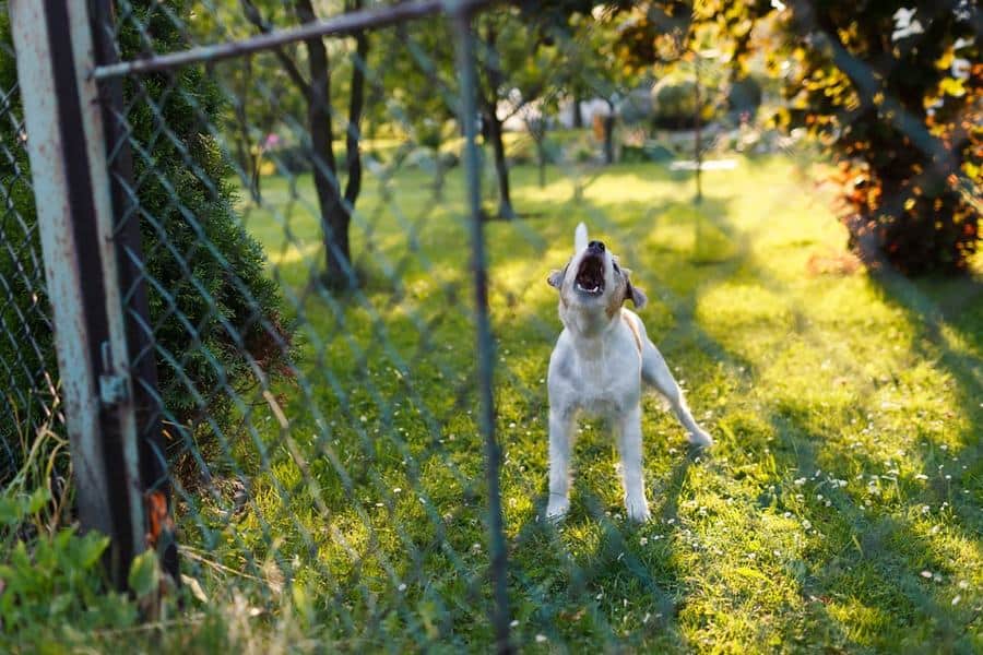 how to stop dog barking in yard