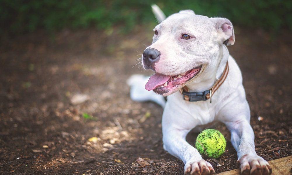 can you have a pitbull in springfield mo