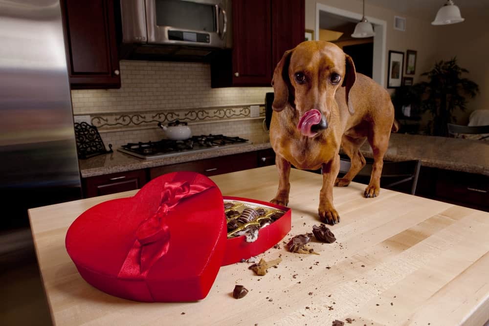 dog accidentally ate chocolate cake