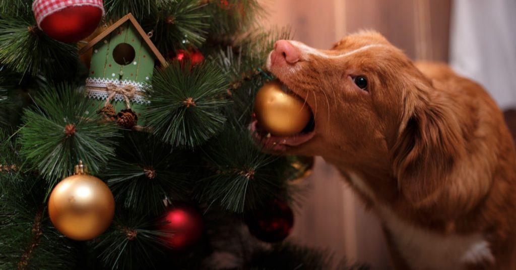 How to Dog-Proof the Christmas Tree - The Dogington Post