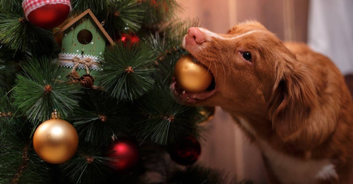 How To Dog Proof The Christmas Tree The Dogington Post