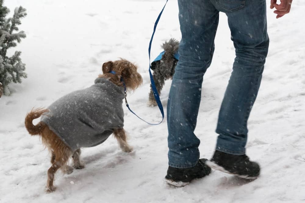 When is It Too Cold to Walk Your Dog: Winter Safety Tips