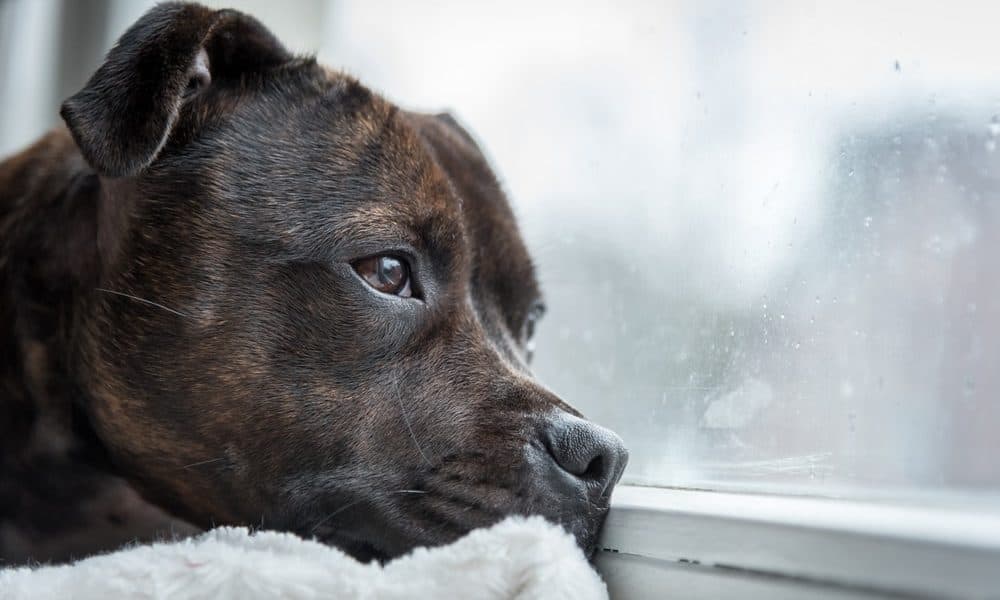 How to Exercise Your Service Dog Indoors During Inclement Weather