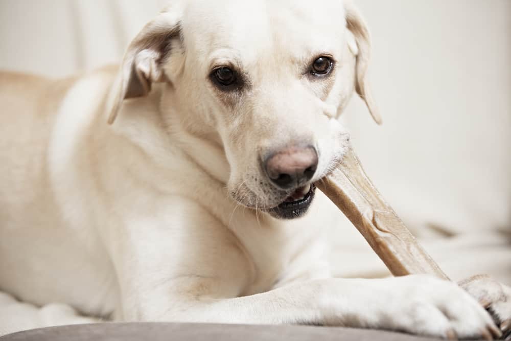 are rawhide dog treats safe