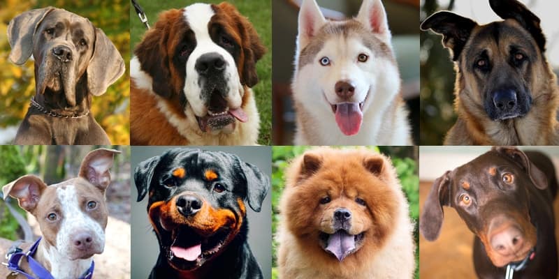 different dog breeds