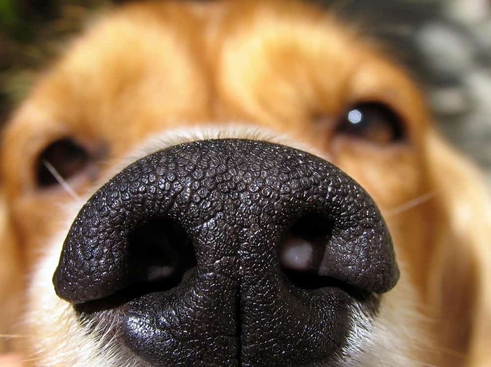 plastic dog nose