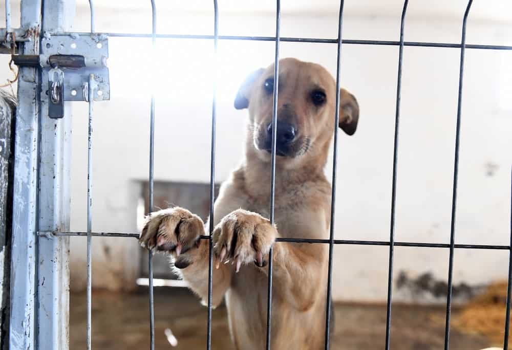 5 Ways to Help Rescue Dogs When You Can’t Adopt - The Dogington Post