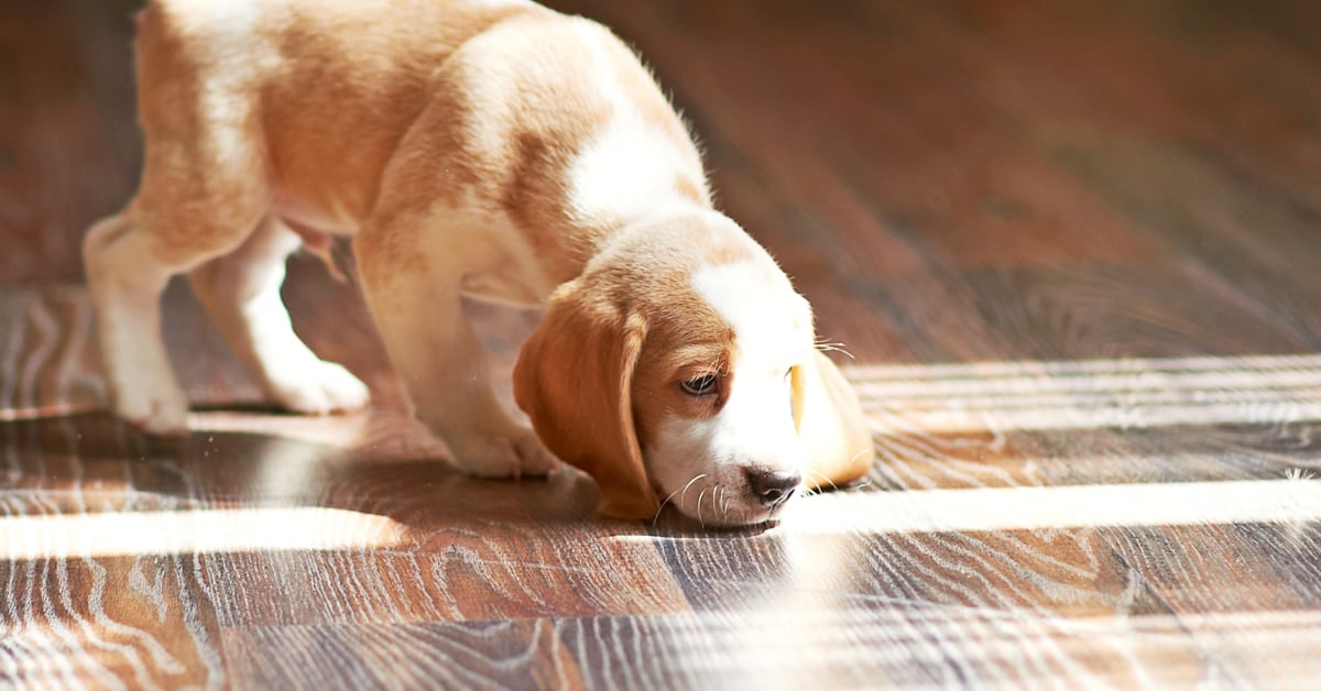 Urine Trouble Cleaning Pet Stains From Carpet Tile Wood