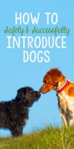 Best Friends FURever: How to Safely & Successfully Introduce Dogs - The ...