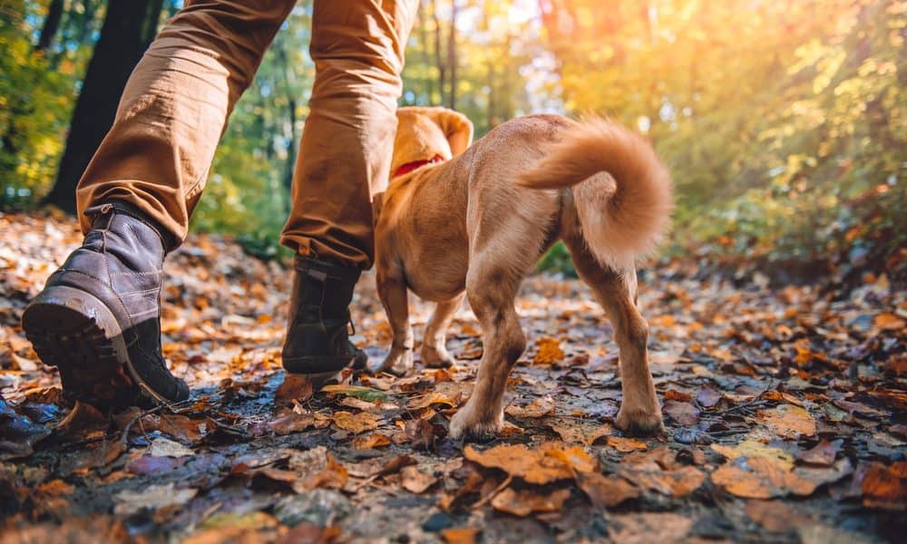 7 Rules to Remember When Hiking With Your Dog