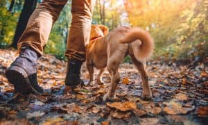 Hiking With Dogs