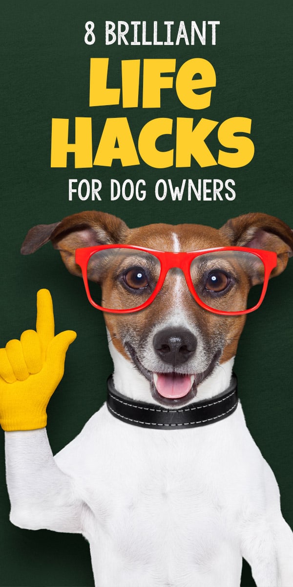 8 Brilliant Life Hacks For Dog Owners