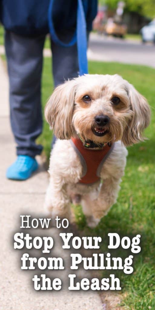 Tips and Tools to Stop Your Dog from Pulling the Leash - The Dogington Post