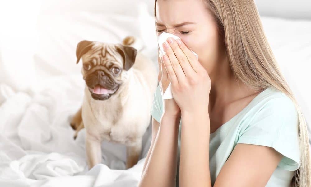 How to Clean Dog Urine From Mattress - The Dogington Post