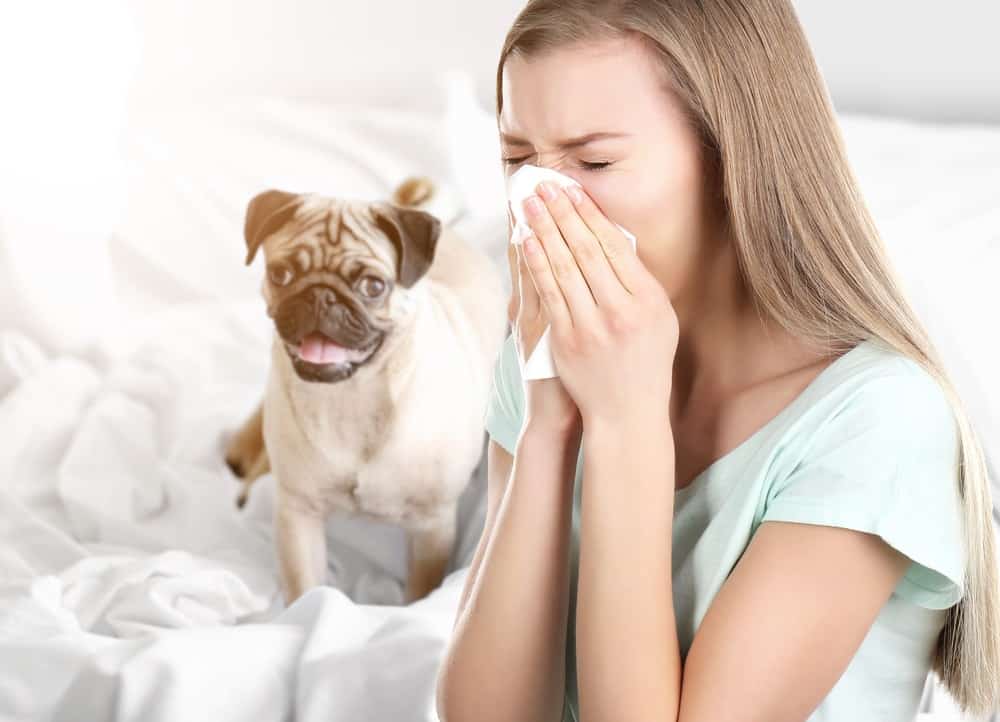 When Dog Owners Are Allergic To Their Best Furry Friends