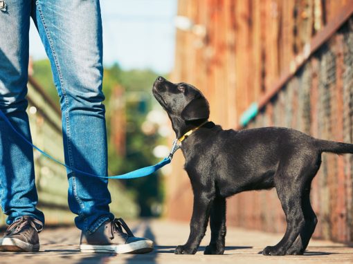 Three Popular Approaches to Dog Training Explained