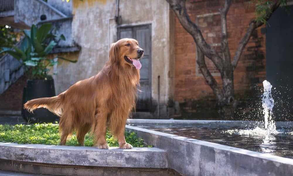 10 Amazing Backyard Design Ideas For Dogs The Dogington Post