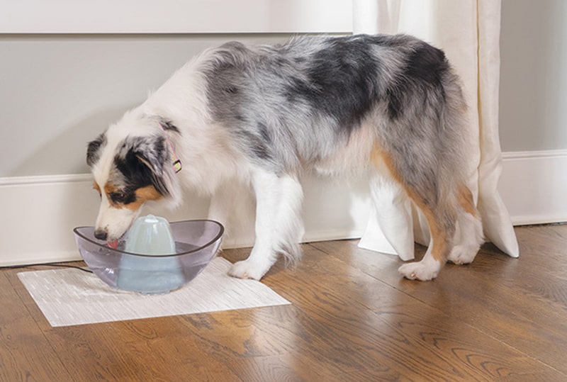 diy water fountain for dogs