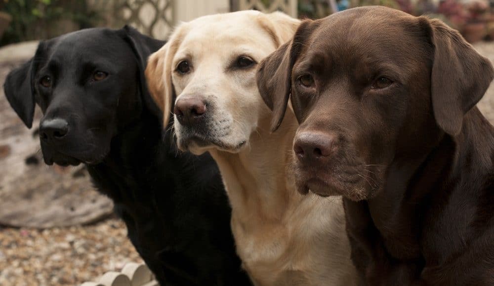 Could The Color Of Your Dog S Fur Affect How Long They Live The Dogington Post