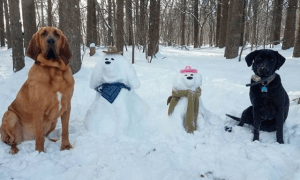 Snowdog