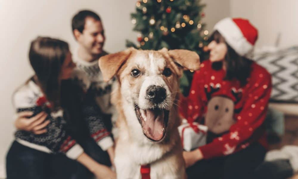 WATCH: Dogs Opening Their Christmas Presents - The Dogington Post