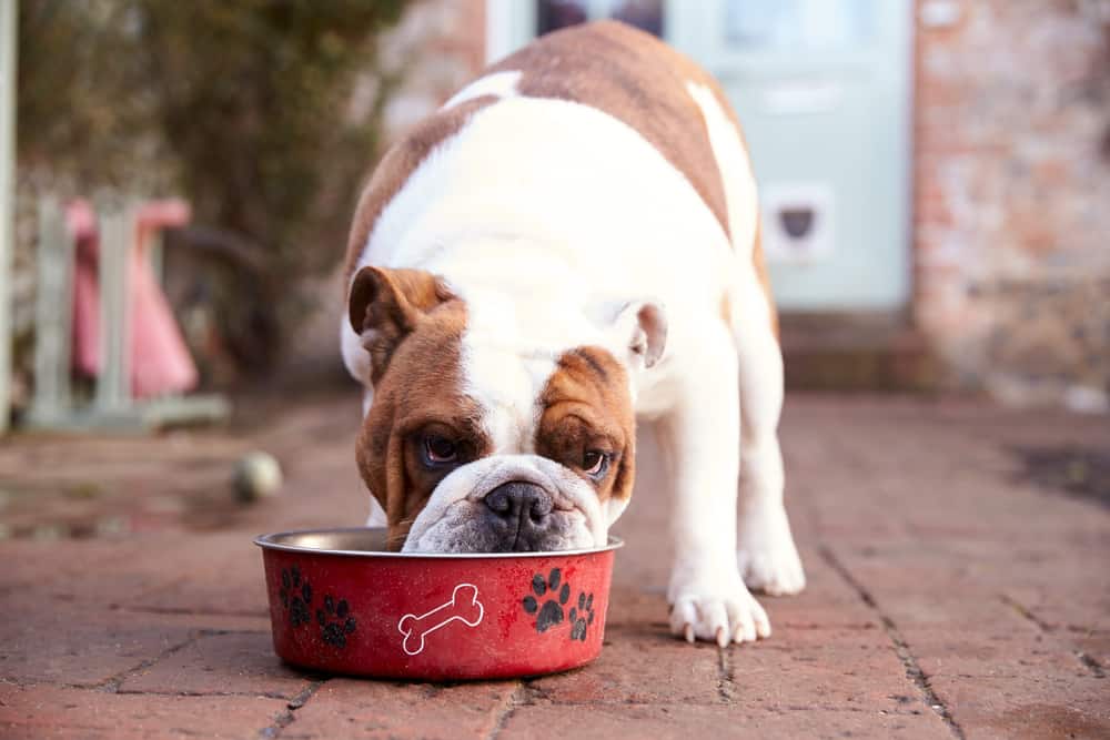 Choosing the Right Dog Food Bowl (Yes, It Matters!) - The