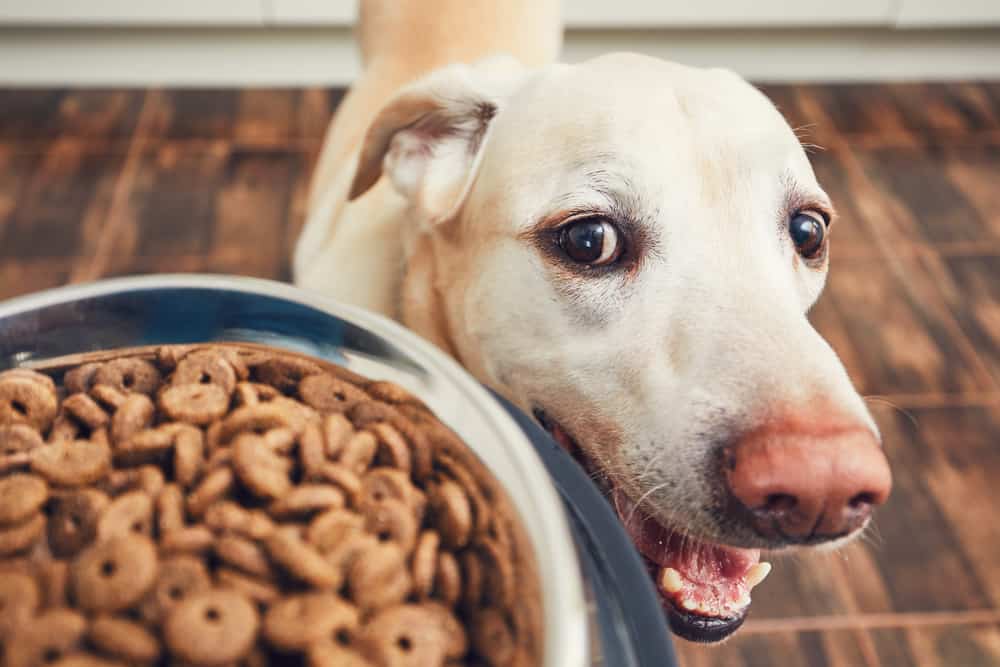 Choosing the Right Dog Food Bowl (Yes, It Matters!) - The Dogington Post