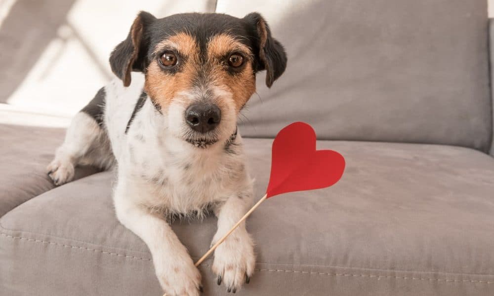 Adopt Your Perfect Match Just in Time for Valentine's Day - The ...