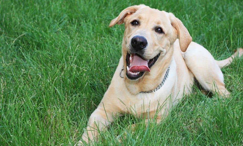 This Natural Cure Erased My Dogs Joint Pain in Less Than 5 Days