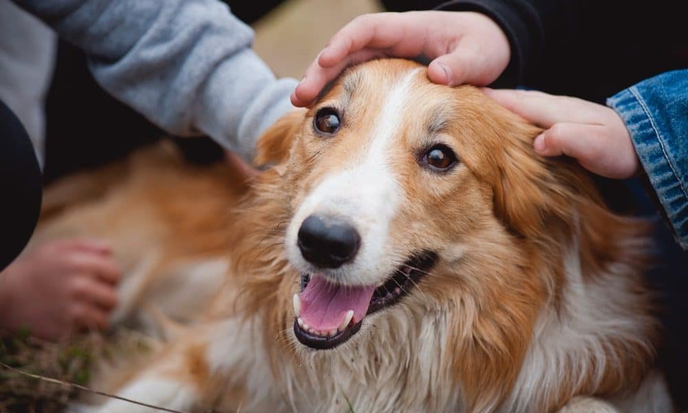 how owning a dog can help students