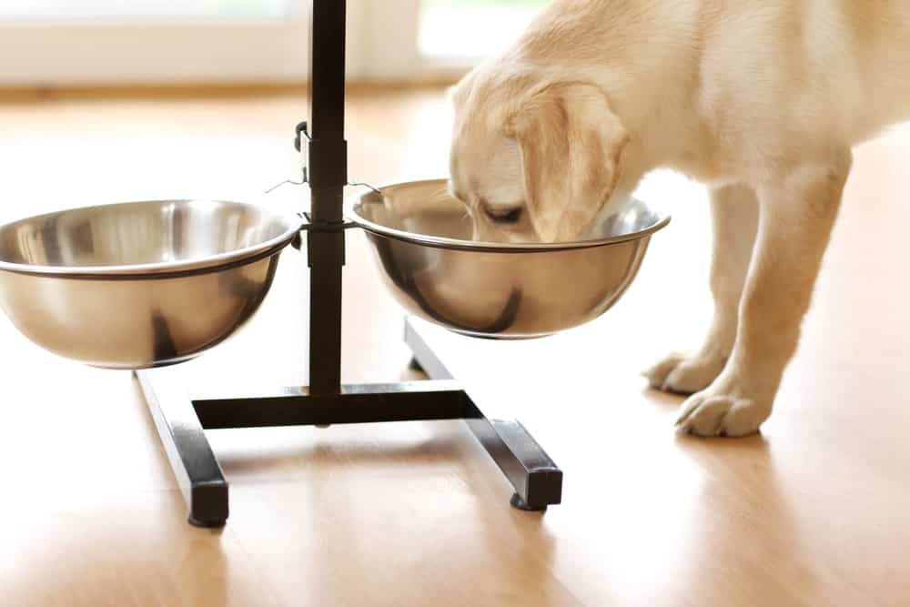elevated dog water bowl