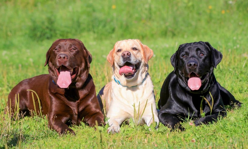 Labrador retriever most pup-ular US dog breed for 28th year