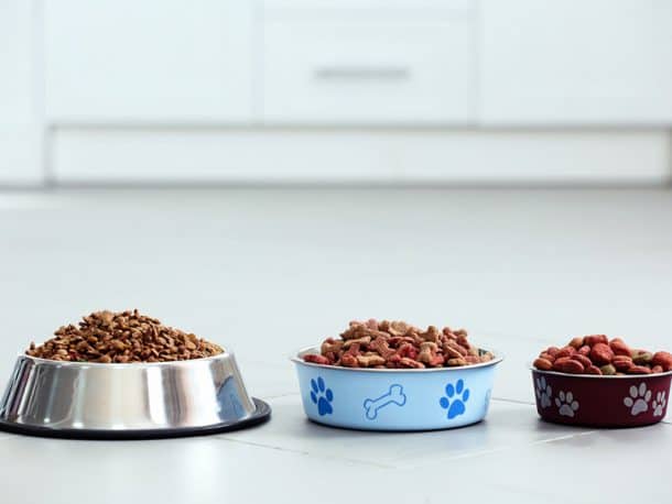 Setting Up a Proper Feeding Station for Your Dog