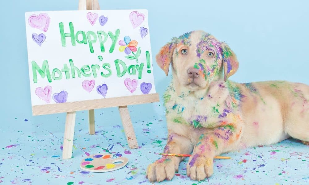 To Mom, From Dog: Mother's Day Gift Ideas for Dog Moms - The