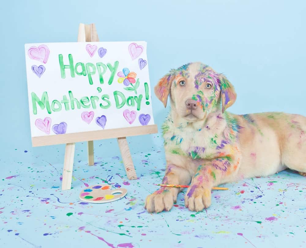 mothers day dog gifts