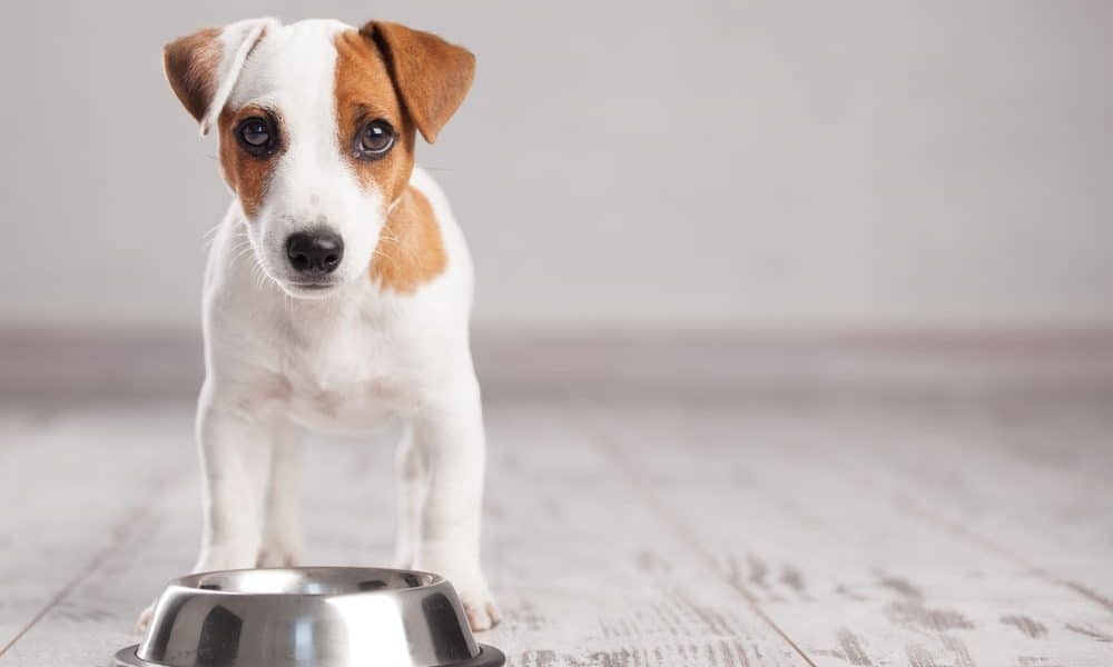 We Are What We Eat Eats: The Human Health Crisis is Mirrored by our Pets