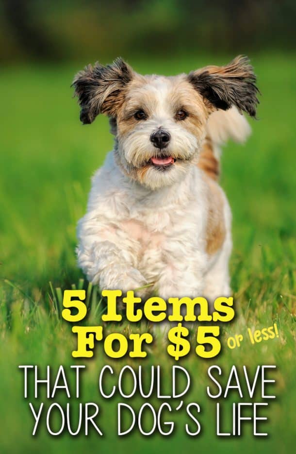 5 Items for $5 or Less That Could Save Your Dog's Life