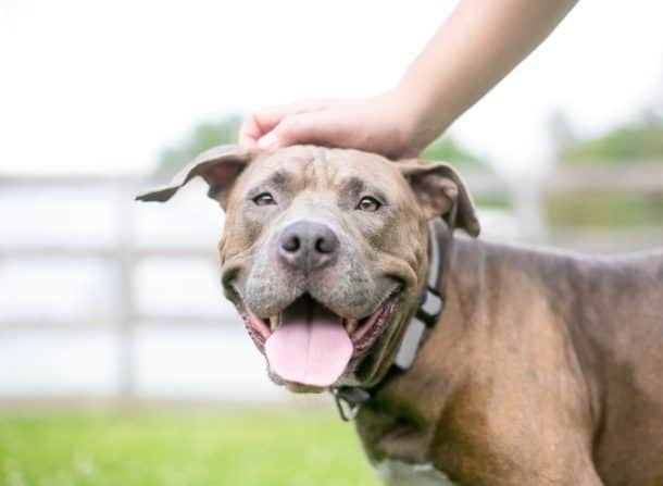 New Washington Law Will End Breed-Specific Bans - The Dogington Post