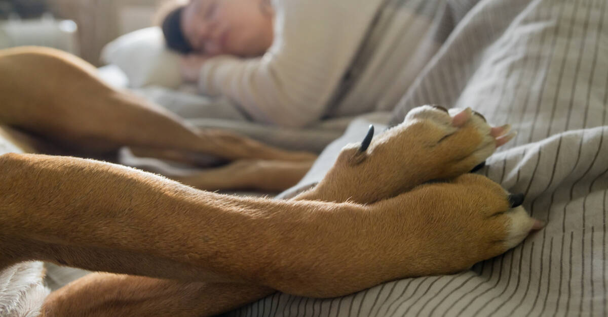 what are the benefits of sleeping with your dog