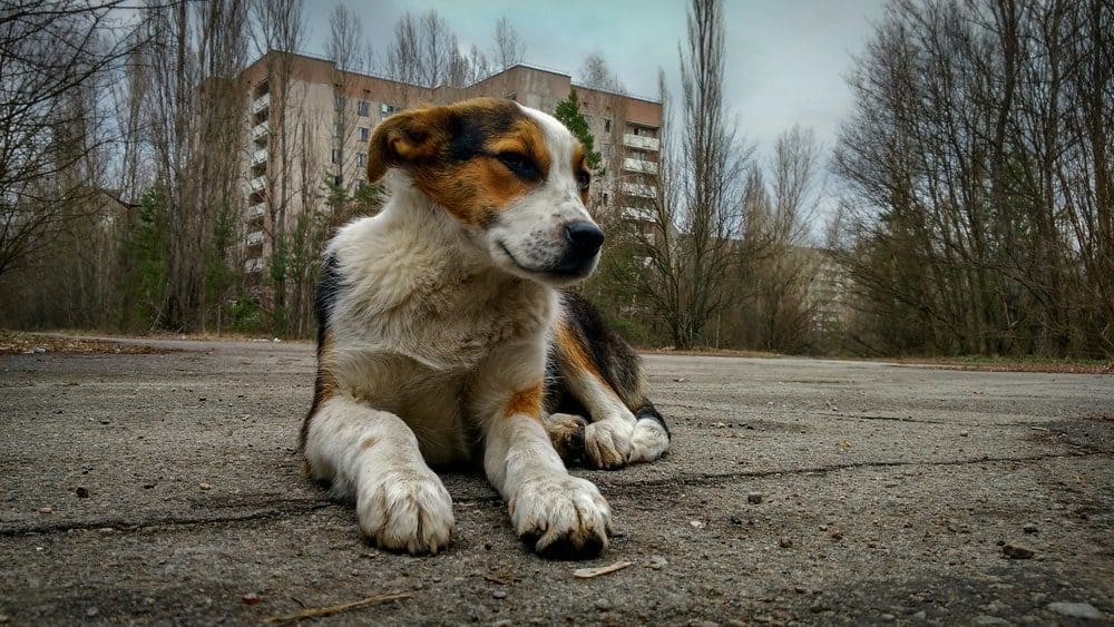 The Dogs Of Chernobyl