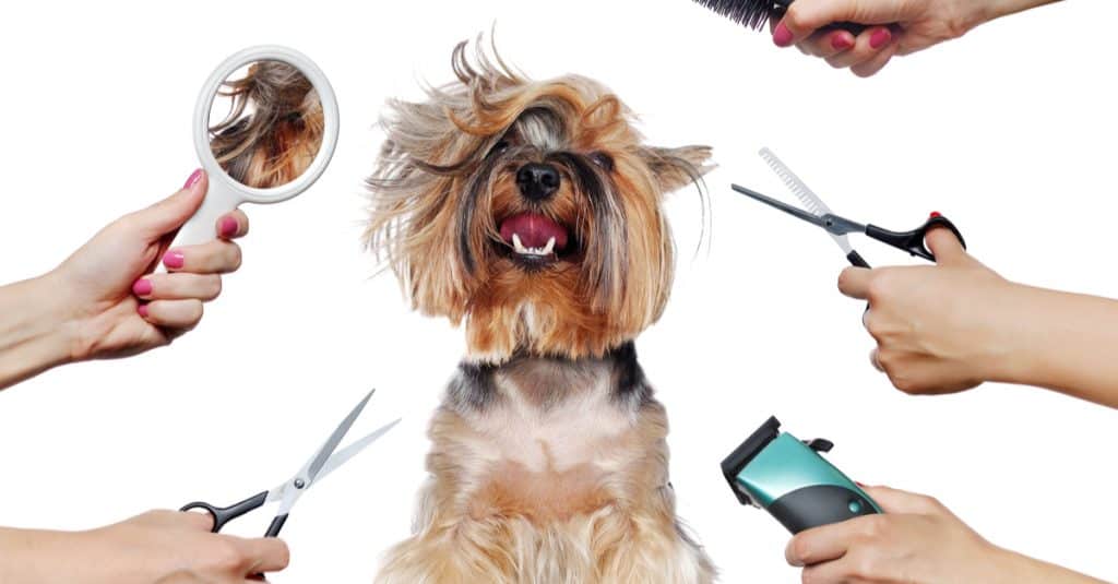 best dog grooming tools