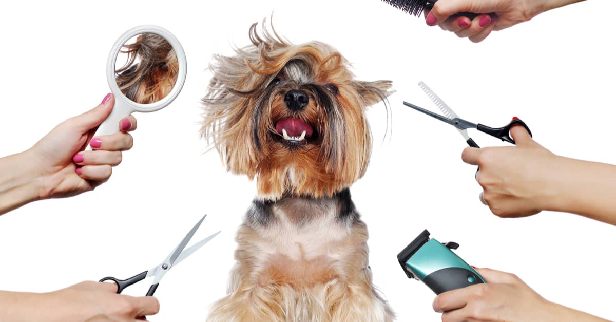 best grooming for dogs