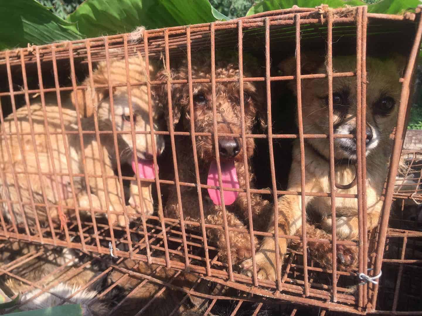 Скотобойни в Китае собак