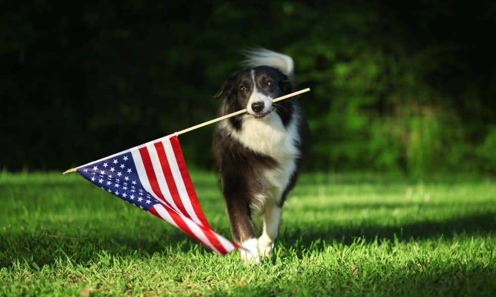 Keeping Pets Safe for the Fourth of July