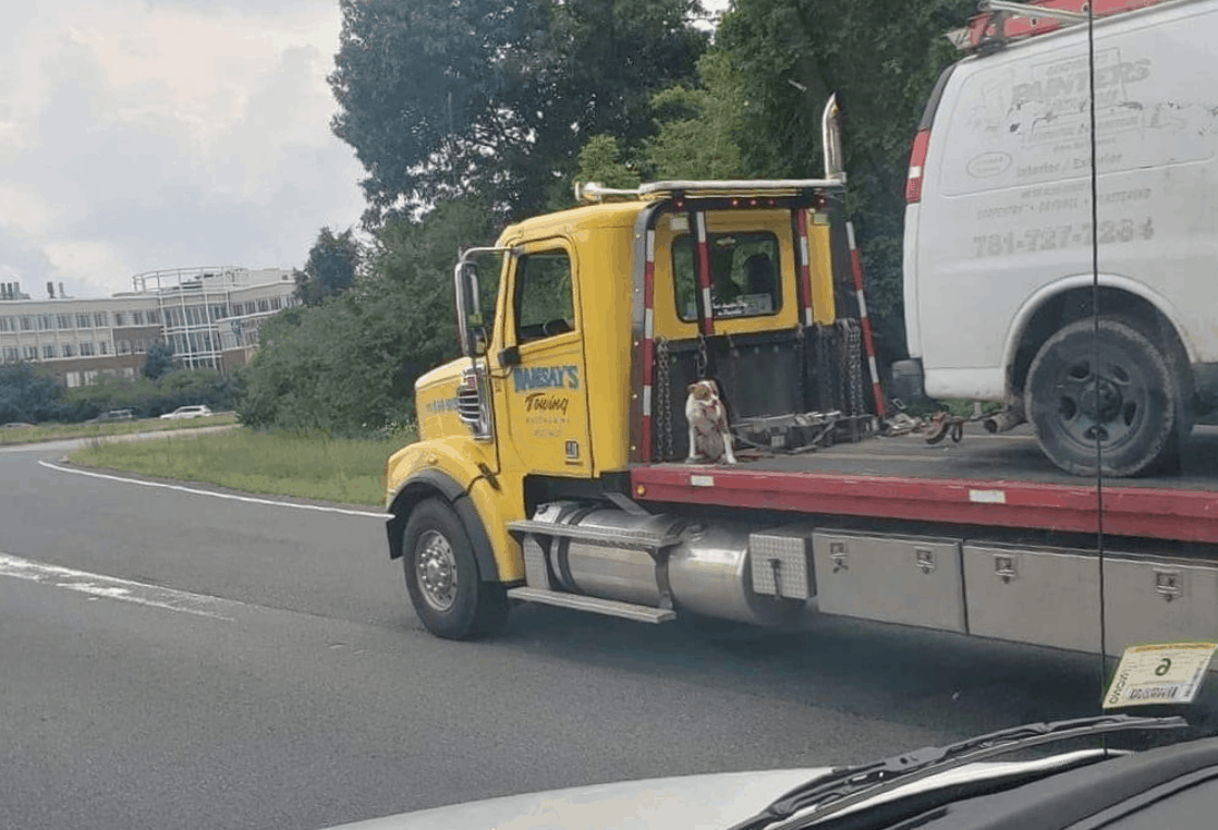 how do you transport a dog in a truck bed