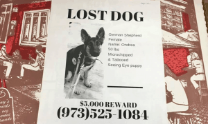 Lost Pets