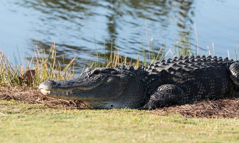 75-Year Old Florida Man Wrestled With Alligator to Save Dog