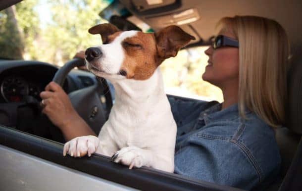 STUDY: 52% of Dog Owners Admit to Distracted Driving with their Dogs