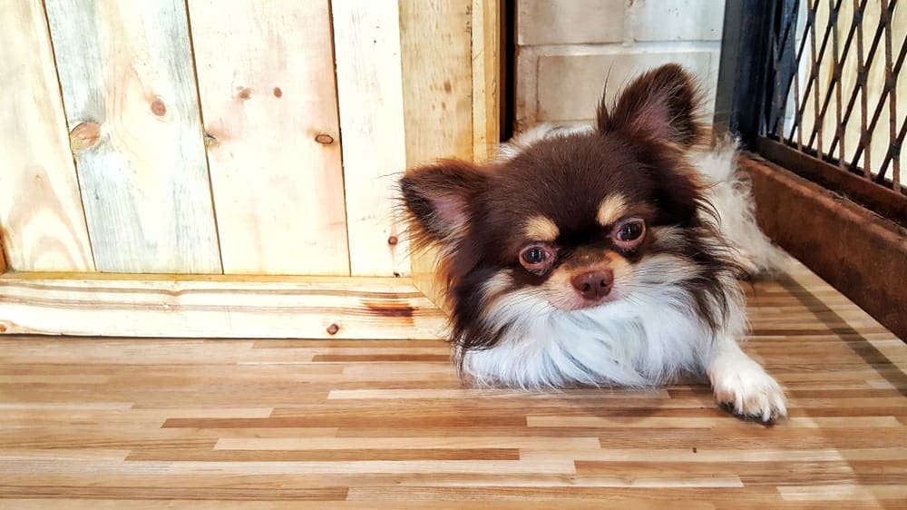 Best Way To Pick Up Dog Hair On Hardwood Floors - PetLovers