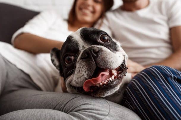 Thinking of Getting a New Dog? Here's How to Prepare Your Living Space ...